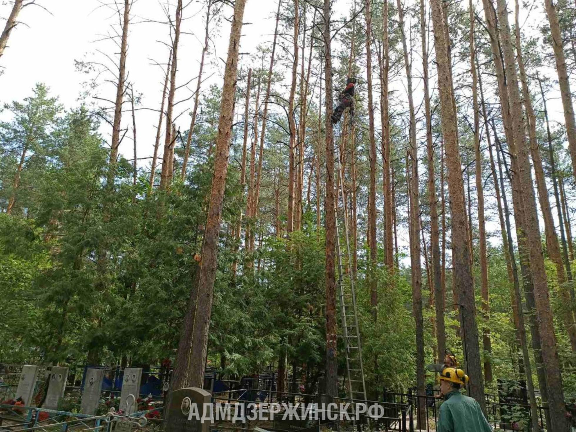 Проект «Память поколений» помогает наведению порядка на кладбищах  Дзержинска - Администрация города Дзержинска